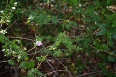 Rosa multiflora